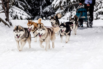 dog sled race with huskies