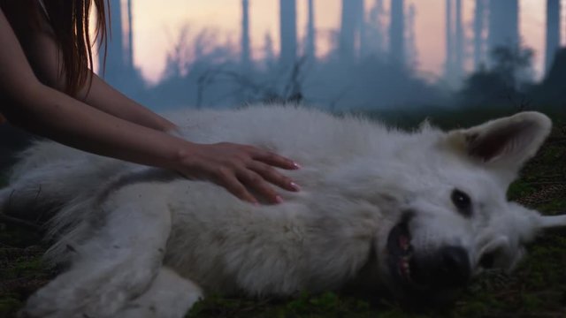 Hand caressing a dog