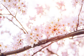 Looking up, low angle closeup view of one vibrant pink cherry blossom sakura tree branch, sky, flower petals in spring, springtime Washington DC, sunny, sun, sunshine, sunlight, light, backlight