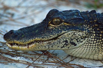 Florida Alligator