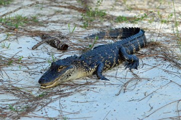 Fototapeta premium Florida Alligator