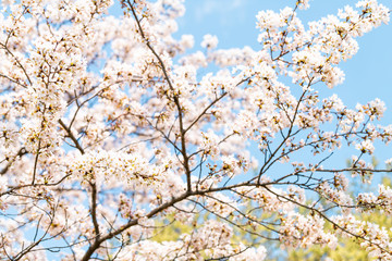 Looking up, low angle closeup view of vibrant pink cherry blossom sakura tree branches, against blue sky, flower petals in spring, springtime Washington DC, sunny, sunshine, sunlight, light