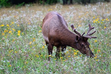 Cherokee NC Elk