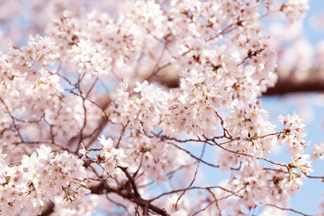 Closeup, looking up, low angle view of vibrant pink cherry, sakura blossom tree branches, flower petals in spring, springtime Washington DC, sunny, sunshine, sunlight, light, backlight