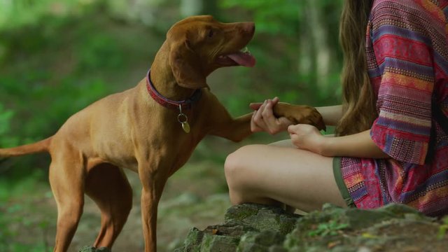 Girl training a dog