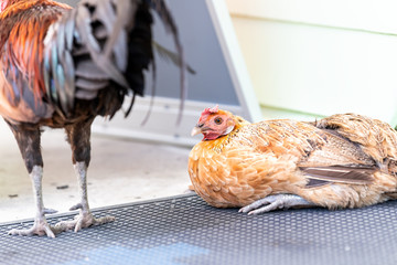 Key West, USA wild free range roaming rooster back, chicken pair, two birds closeup, hen sitting,...