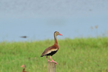 Black Belly Duck