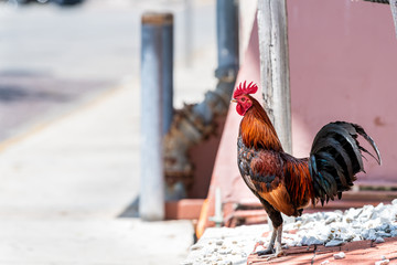 Key West, USA wild free range roaming rooster chicken, hen one single animal standing on sidewalk...