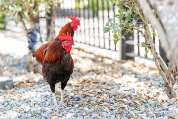 Two roosters standing outside, outdoors on sidewalk street in Key West, USA wild, free range, roaming cock, chicken birds, animal, gravel stones, rocks on sunny day, Florida island urban city