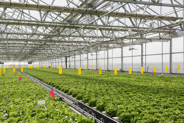 View of the hydroponics style of cultivation is seen at a farm. It is a subset of hydroculture where plants are grown using mineral solvent instead of soil. Cabbage and lettuce plants are seen being