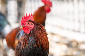 Closeup portrait of wild, free range, roaming one rooster, two roosters in Key West in background,...