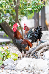 Two roosters standing outside on sidewalk street in Key West, USA wild, free range, roaming cock, chicken birds, animal, gravel stones, rocks on sunny day, Florida island urban city