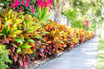 Tuinposter Geel Levendige codiaeum variegatum, petra croton, bont plantblad, bladeren, aangelegde tuin, landschapsmuur, buiten, buitenstraat, groen gras, weg, straatstoep in tropische Florida-sleutels