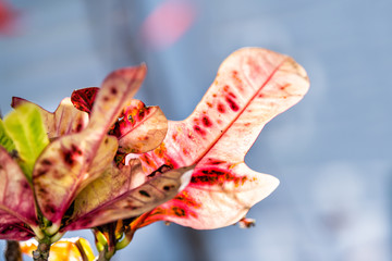 Closeup multicolored, red, green, yellow, pink, vibrant, variegated codiaeum variegatum, petra croton, plant leaf, leaves, garden, outside, outdoor, sunny, sunlight, backlight, tropical Florida keys © Andriy Blokhin