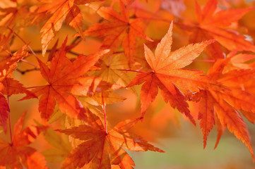 紅葉