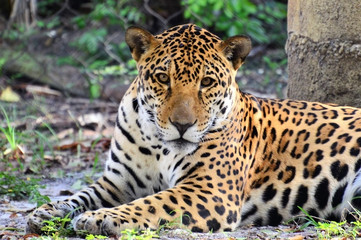 Fototapeta na wymiar Leopard at the zoo