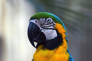 Parrot