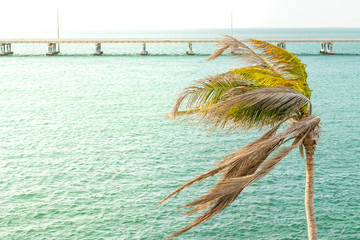 One green palm tree closeup swaying leaves in the wind at sunset evening in Bahia Honda State Park,...