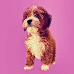 Cavoodle puppy