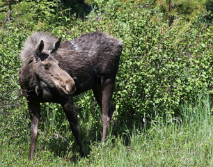 A moose (Alces alces shirasi) feeding on grass, shot in Rocky Mountain National Park, Colorado.