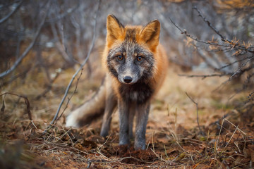 Sivodushka - a cross between red fox and silver fox. Autumn evening in October. A curious look of a Fox. Wildlife of Russia. Magadan Region, Siberia.