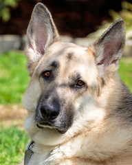 German Shepherd Portrait