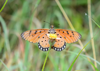 Beautiful Butterfly on Yellow flowers