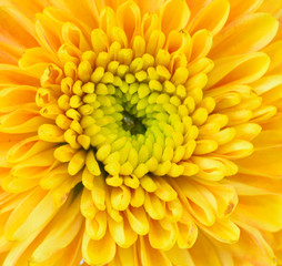 Beautiful Yellow flowers in nature