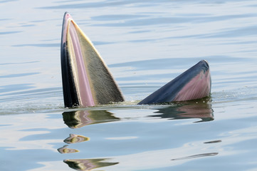 Bryde's whale feeding in Petchburi , Thailand