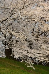 早朝の背割堤の桜