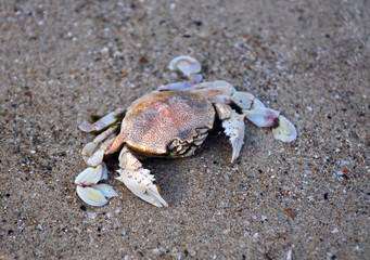 dead crab lies at the fine sandy beach