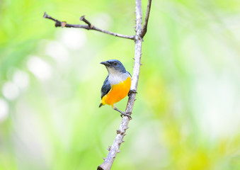 Colorful Orange-bellied Flowerpecker Bird (Dicaeum trigonostigma) perching on a branch