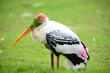 Painted Stork