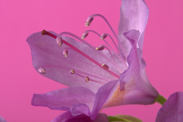 Purple Lilly on a pink background