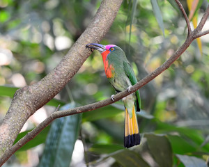 Red-bearded Bee-eater on the branch with food in mouth to feed its chicks in the hole nest, Nyctyornis amictus, bird