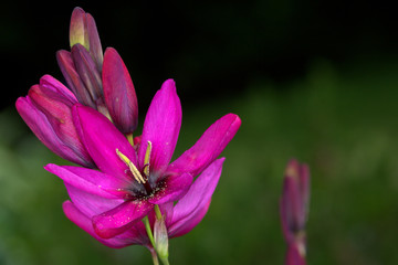 Fototapeta na wymiar Bright pink Ixia corn lily.