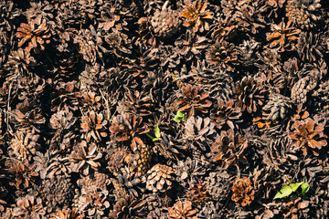 Heap of pine cones close up. Natural background of pine-cones on ground in macro. Texture of many fallen cones.
