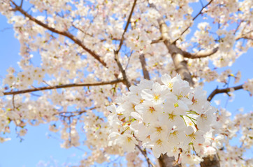桜