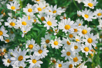 Field of camomiles at sunny day at nature. Camomile daisy flowers, field flowers, chamomile flowers, spring day