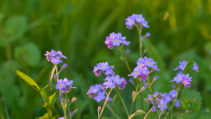 Meadow with Lilac violet Flowers in early Summer. Spring blooming garden background