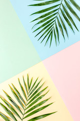 Tropical green palm leaves on colorful background. Nature concept. flat lay, top view