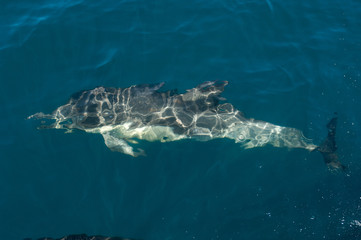 dolphin underwater