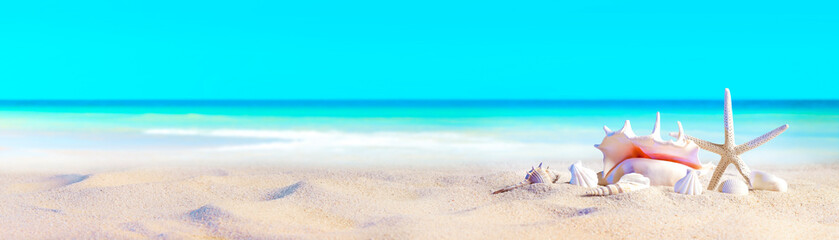 Obraz na płótnie Canvas seashells on Sandy Beach / seashore, beach holiday Vacation background