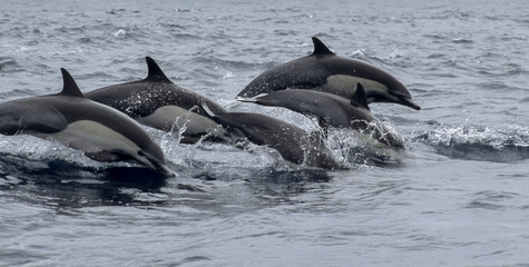 pod of dolphins