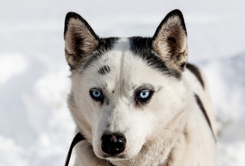 cute husky portrait with blue eyes in the snow