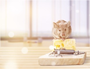 Mouse trap with cheese and mouse on background