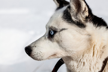 cute husky portrait with blue eyes in the snow