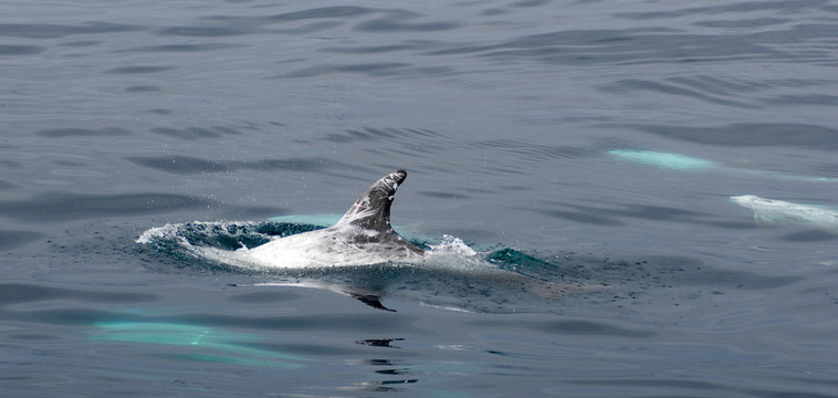 Risso's Dolphin In Water