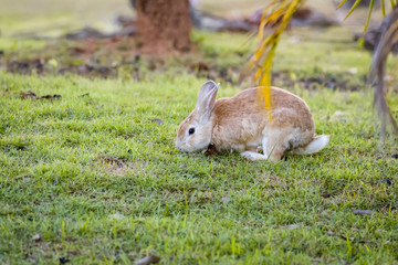 rabbit in park