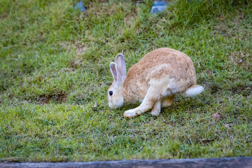 rabbit in park